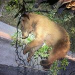 Bear encounter sparks community alert in Heber