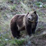 Grizzly bear sightings near Utah border spark speculation of return