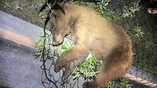 Heber had an exciting encounter with a bear which ended in a safe tranquilization and transfer of the animal.