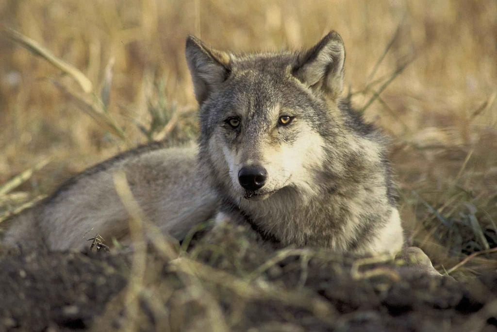 Grey Wolves Delisted from Endangered Species Act - TownLift, Park City News