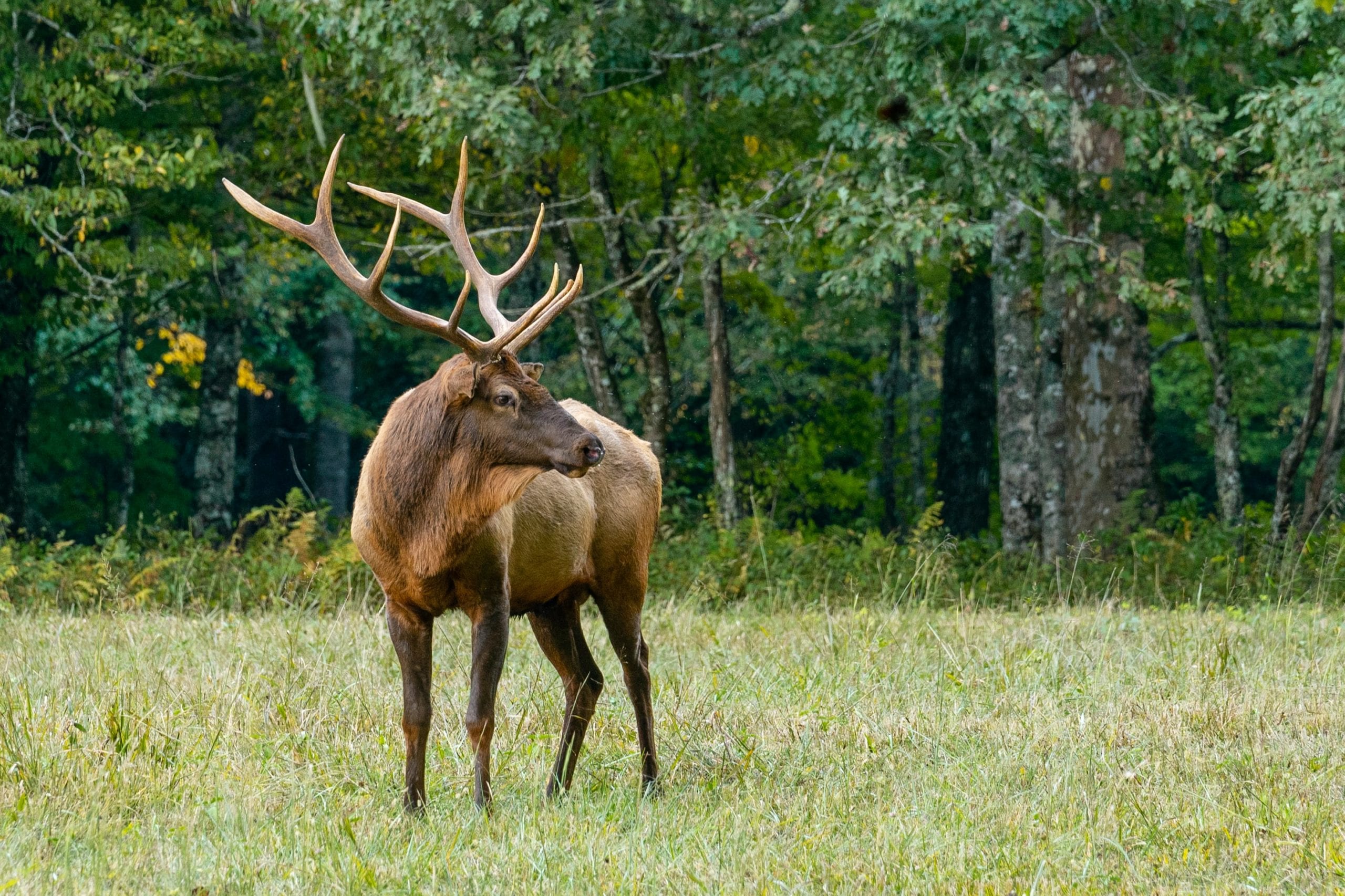 A deer on field of green grass.