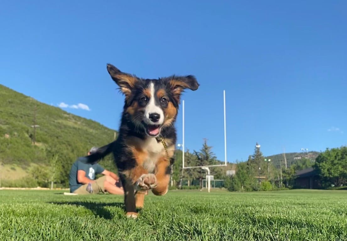 Happy dog in Park City's City Park.