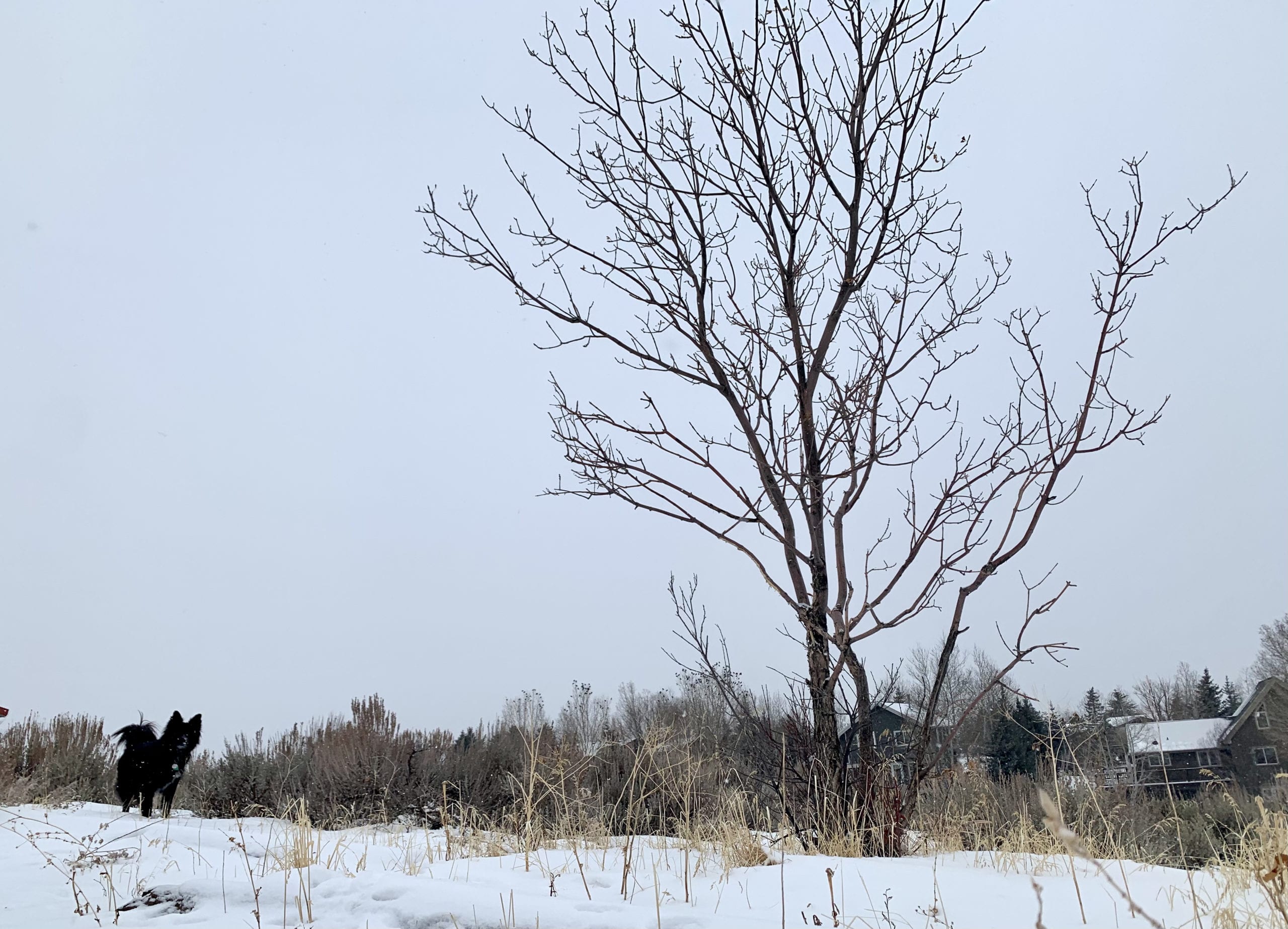 The flurries are falling in Park City's Trailside neighborhood Monday morning.