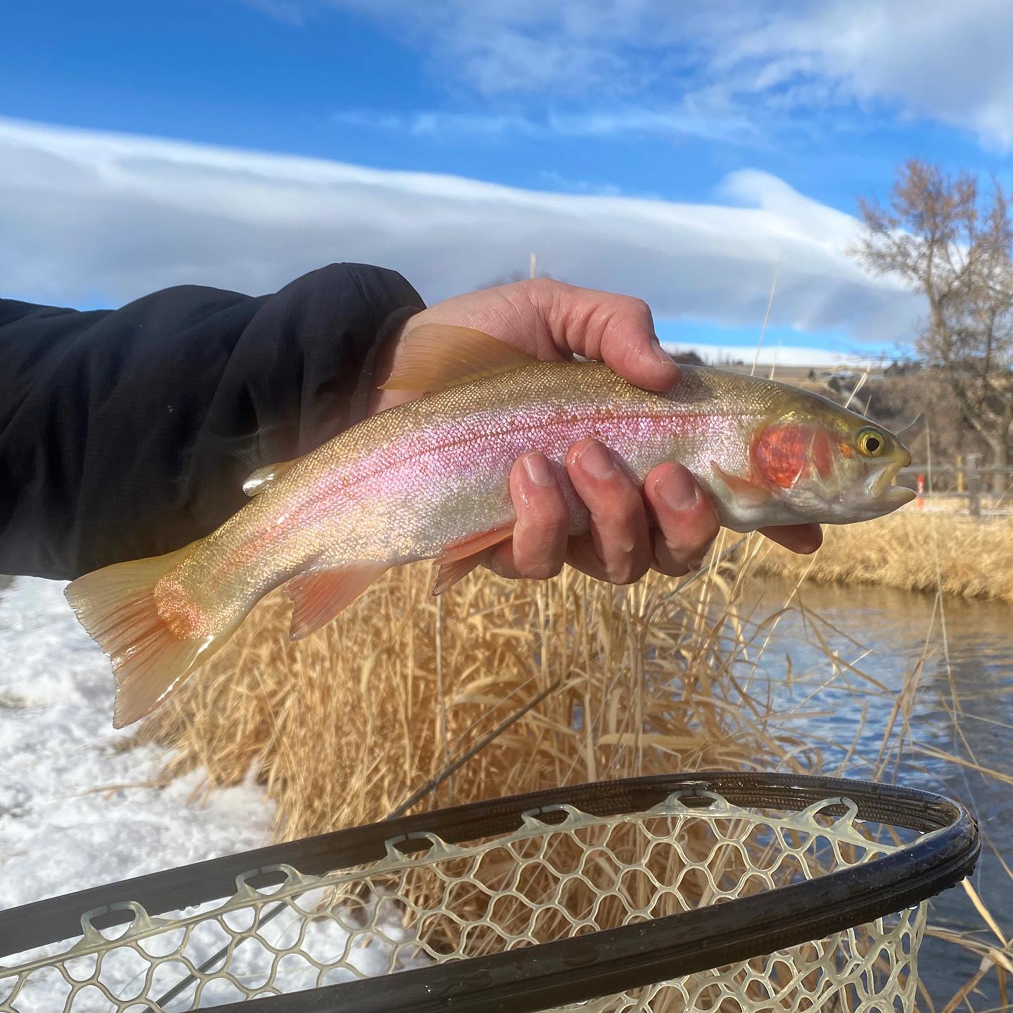 Winter fly fishing on an undisclosed river