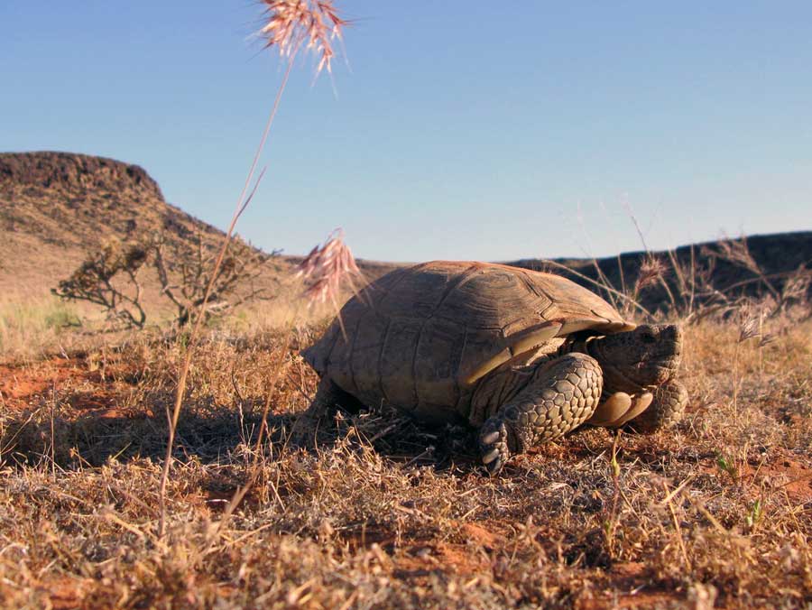 Roughly 2,011 adult tortoises live on the Red Cliffs Desert Reserve.