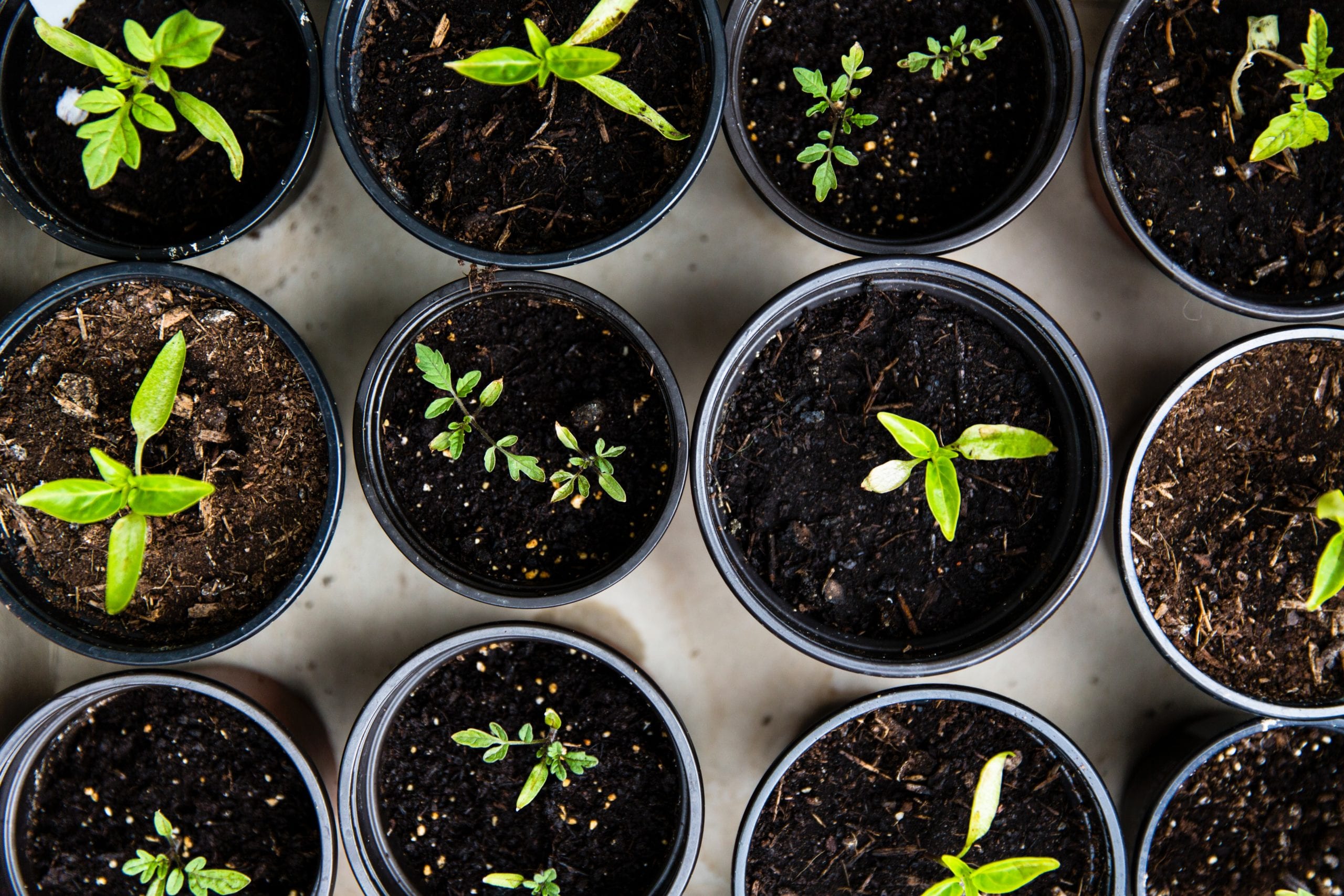 Registration is open for the Master Gardener training in Summit and Wasatch Counties