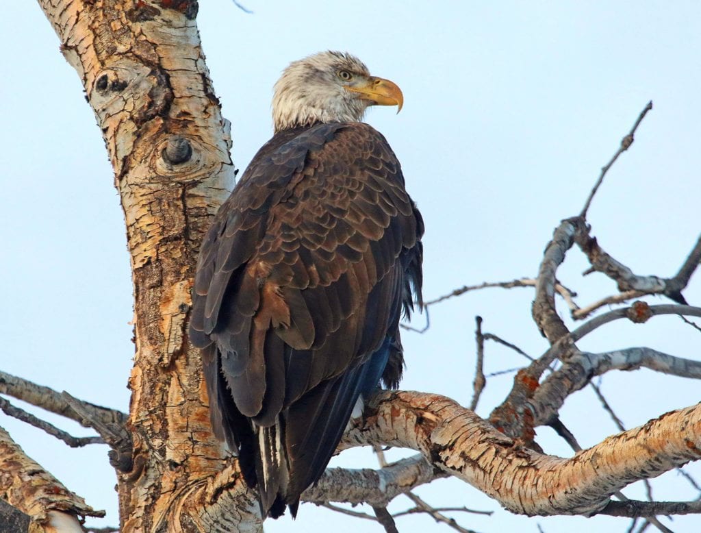 February is the perfect time to view bald eagles in Utah.