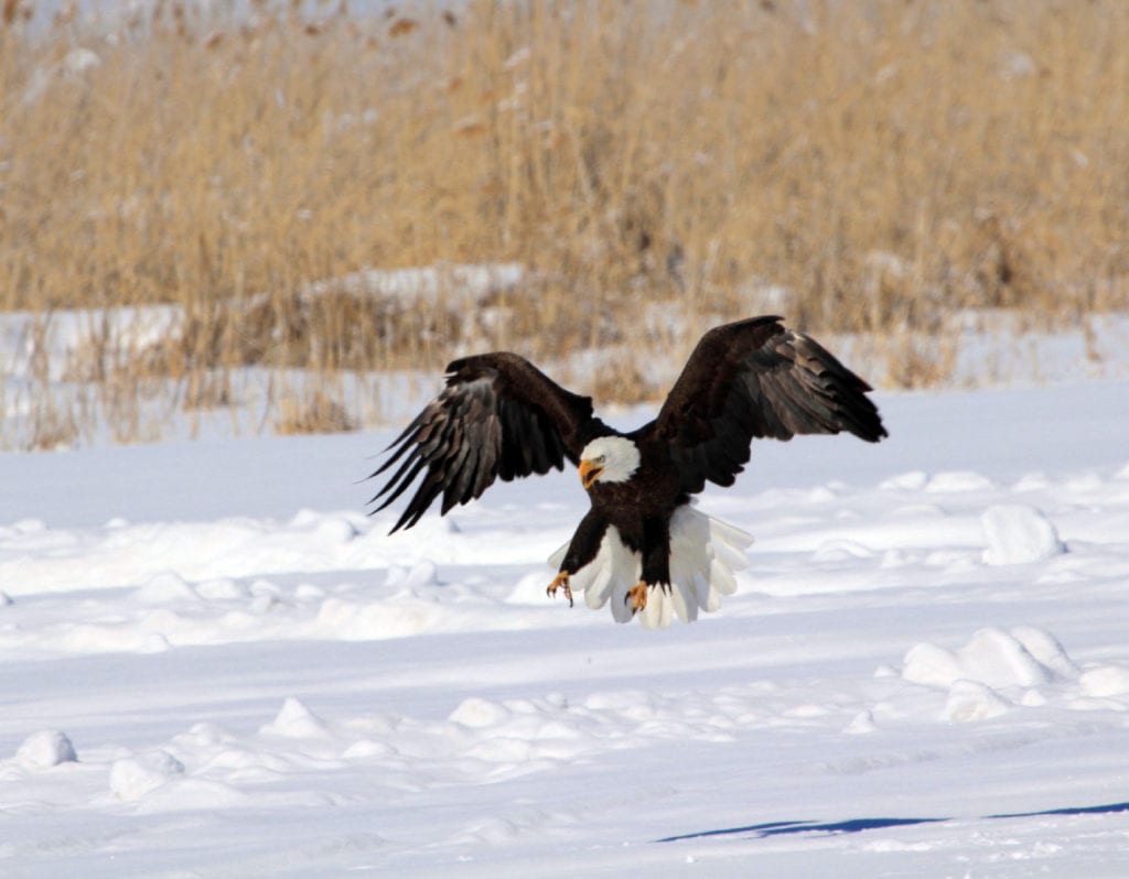 February is the perfect time to view bald eagles in Utah.