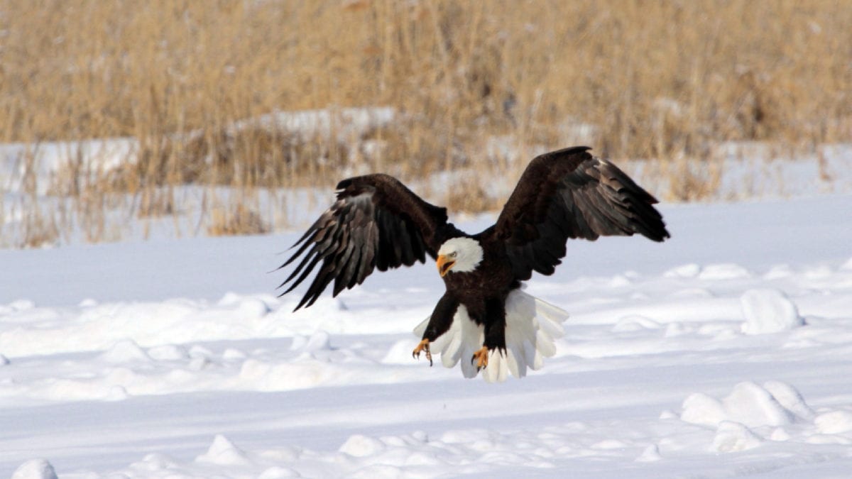 February is the perfect time to view bald eagles in Utah.