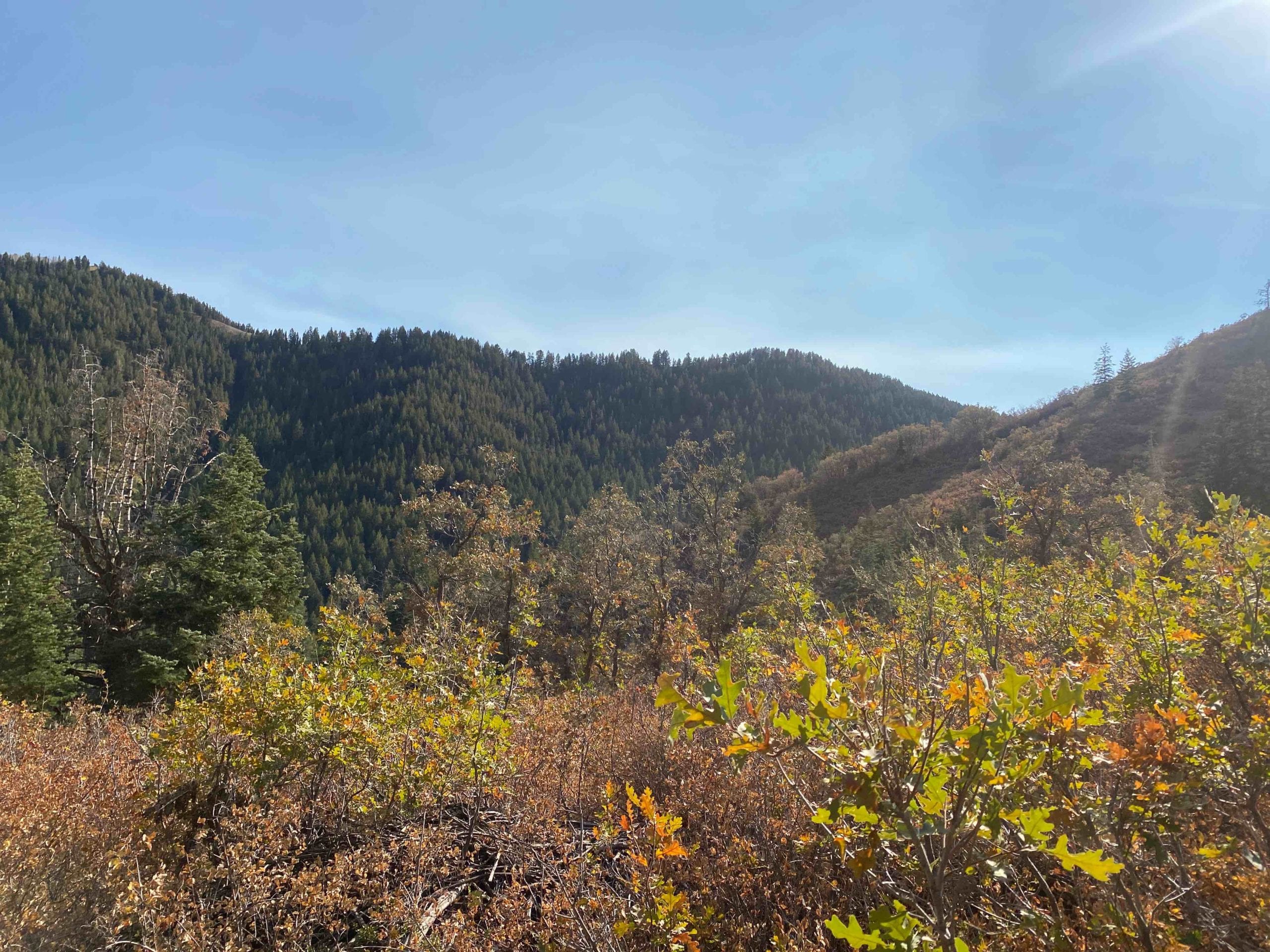 Late summer views of the 'doughnut hole,' a 25-acre parcel adjacent to the Matterhorn Drive and Innsbruck Strasse area in Summit Park.