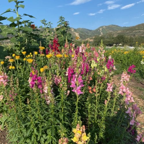 High summer beauty in the garden