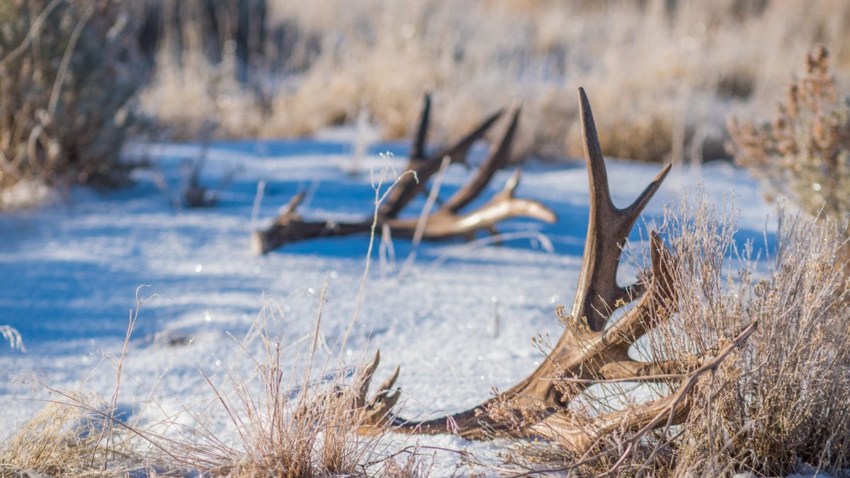 Utah Division of Wildlife Resources’ antler gathering ethics course is an online certification program required for anyone gathering big game antlers from Feb 1-April 15.