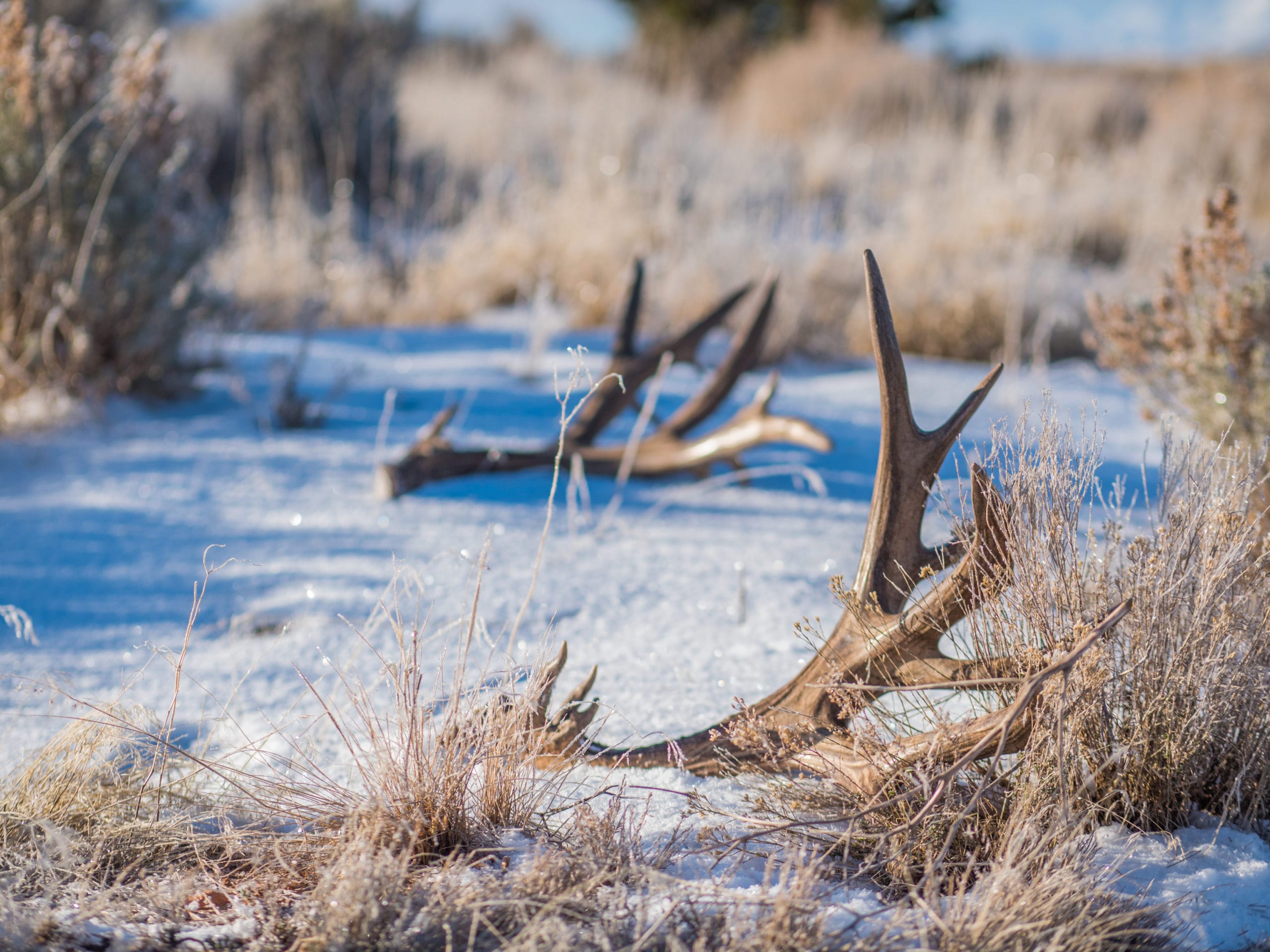 Utah Division of Wildlife Resources’ antler gathering ethics course is an online certification program required for anyone gathering big game antlers from Feb 1-April 15.