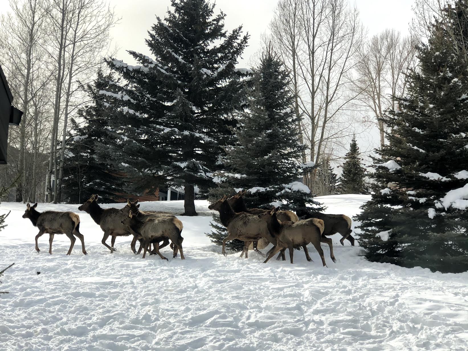 This crew wreaked havoc around Jeremy Ranch Monday.