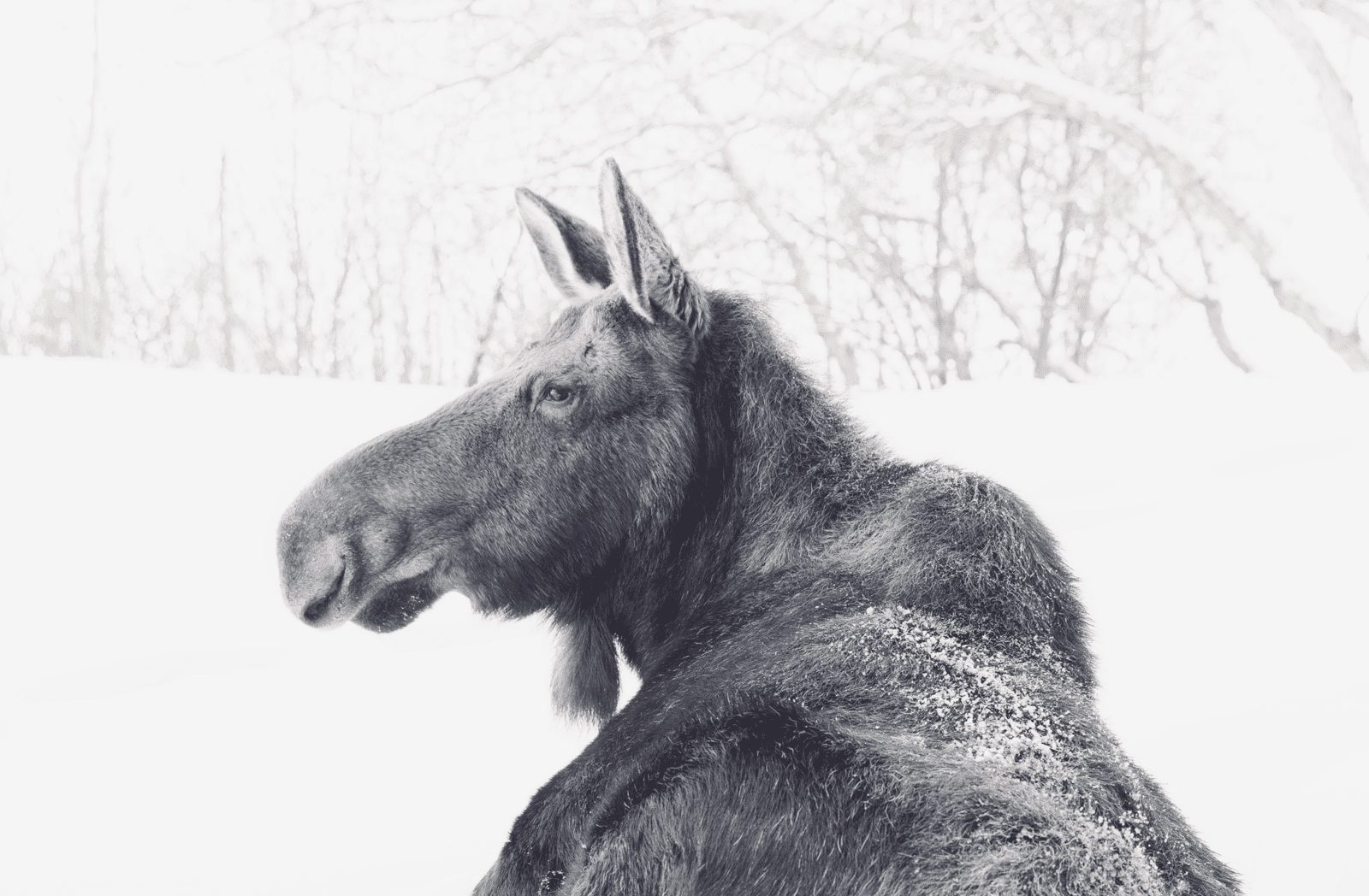 Moose frequent the Pinebrook area and locals snap photos like this one if they're lucky to get a visitor.