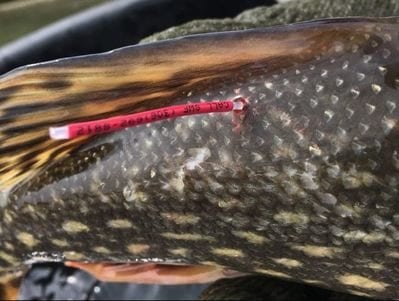 Release and Report Tagged Northern Pike Caught in Utah Lake, Kill