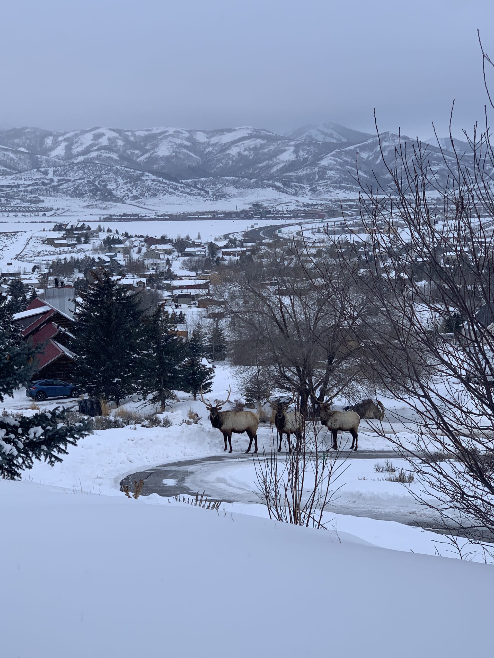 A few elk making an appearance in the Highland Estates area of the Trailside neighborhood.