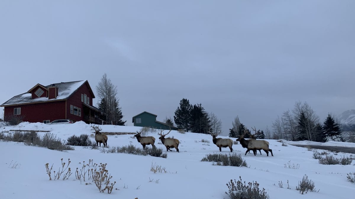 Elk neighbors visit the yards of Parkites year round.
