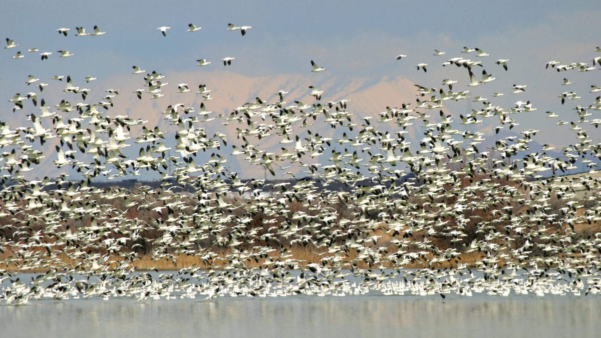 Thousands of snow and Ross’ will fill the sky at this year's Snow Goose Festival.