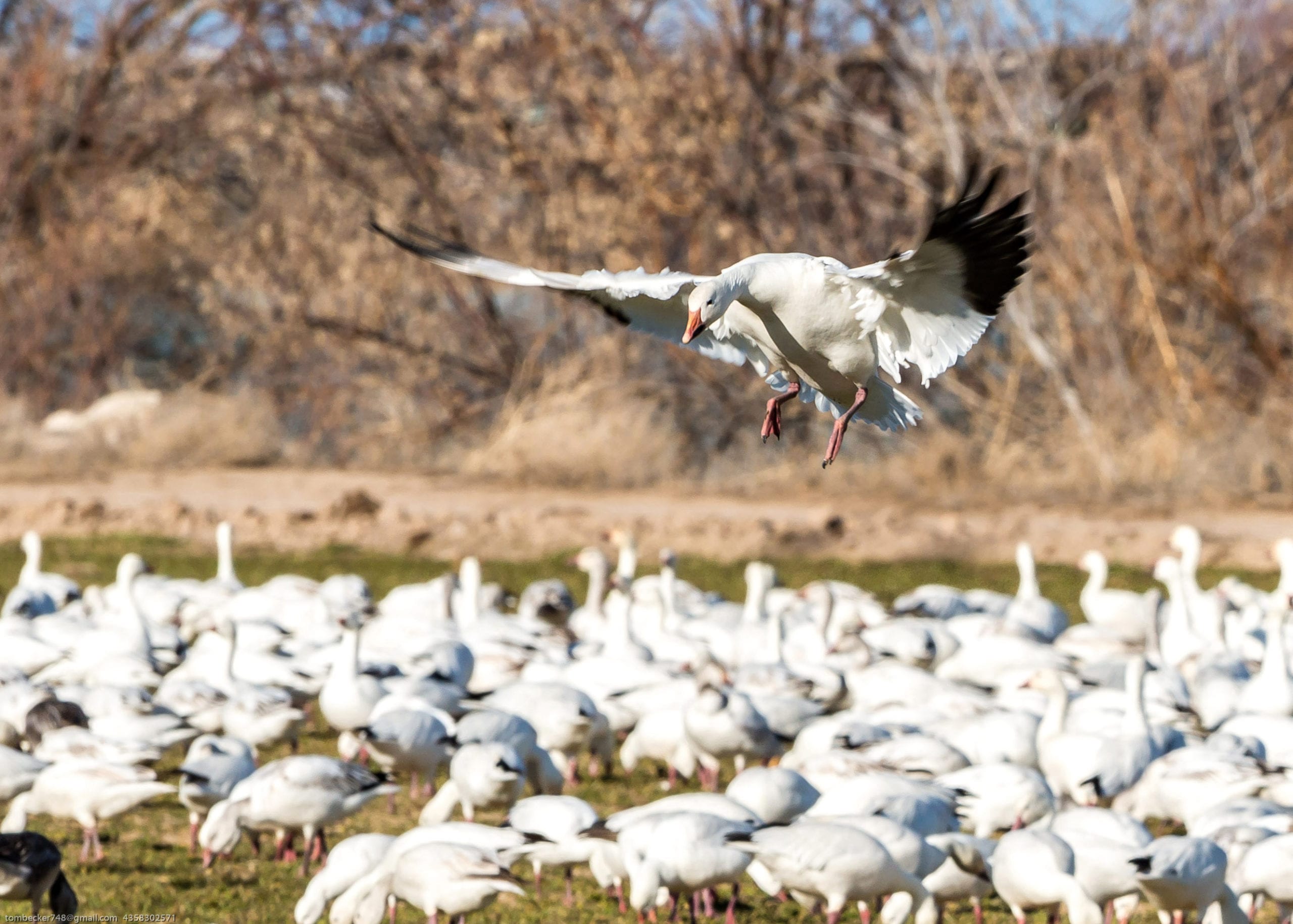 Goose, Geese, Gosling; Utah's Snow Goose Festival TownLift, Park City