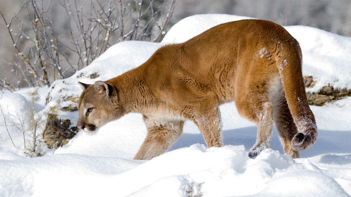 A mountain lion on the prowl.