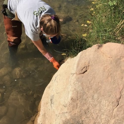 A scientist sampling cyanobacteria in the Virgin River.