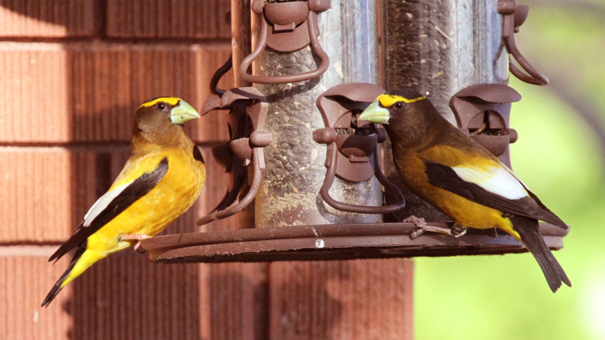 Salmonella disease most frequently impacts pine siskins, goldfinches, and Cassin's finches.