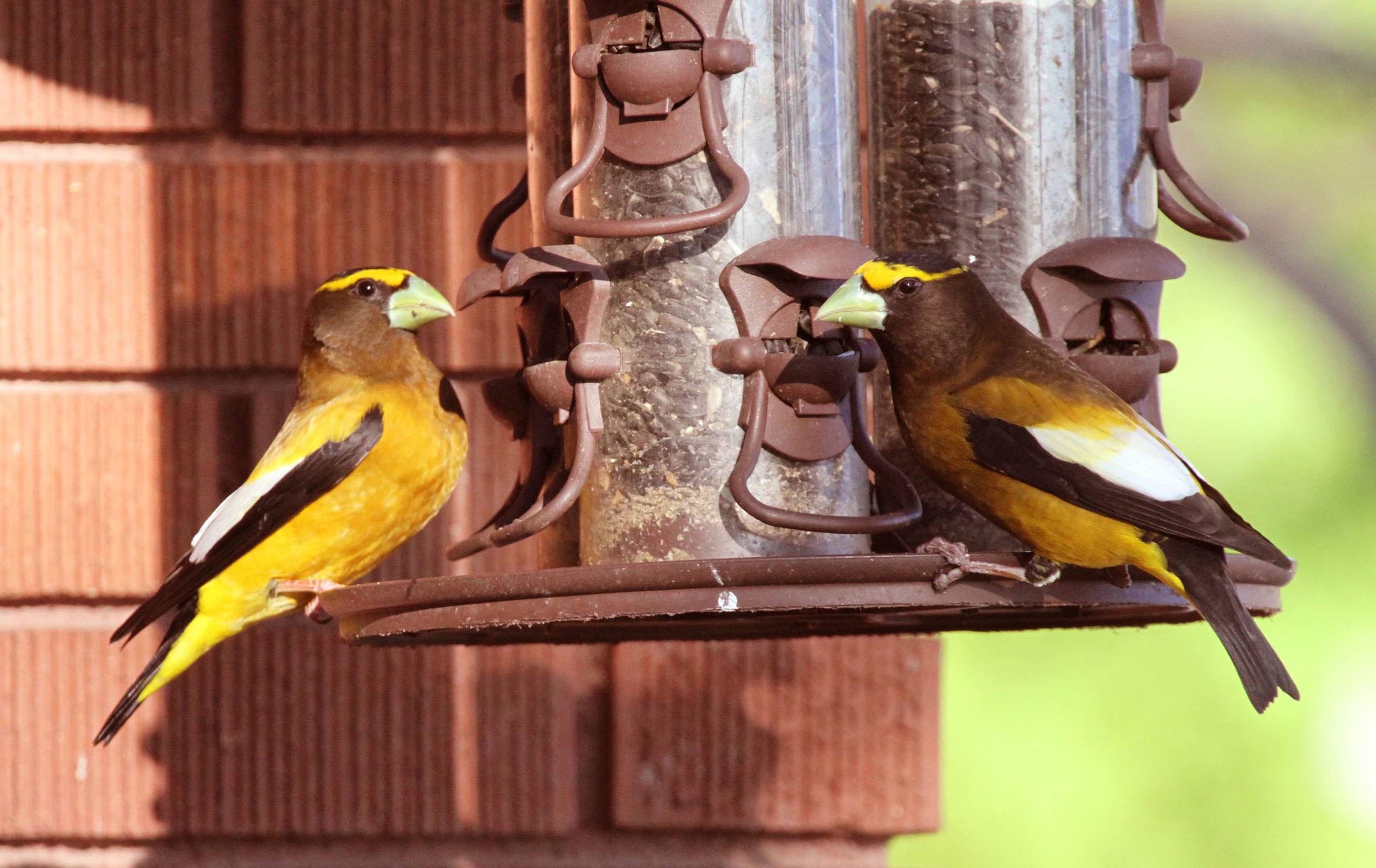 Salmonella disease most frequently impacts pine siskins, goldfinches, and Cassin's finches.