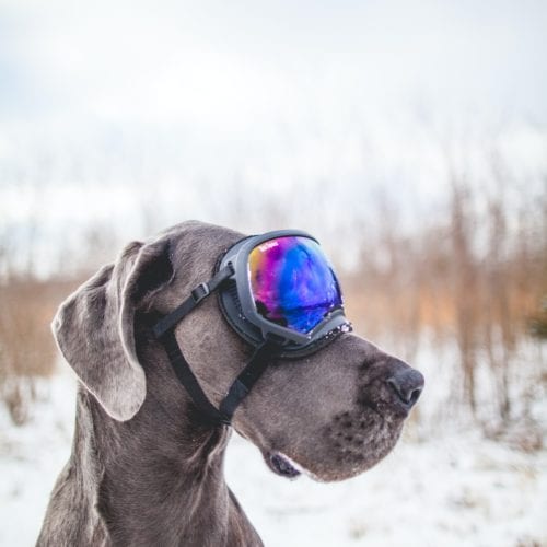 A pup rocking Rex Specs dog goggles (www.rexspecs.com).