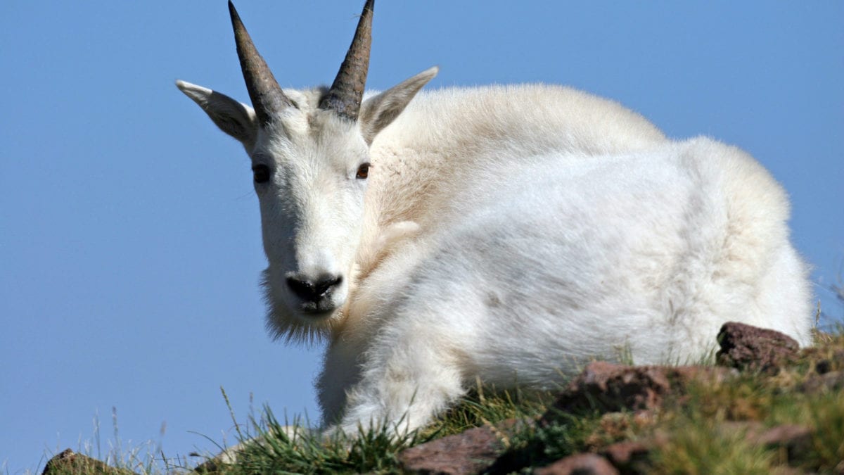 Roughly 100 Utah mountain goats are in the Little Cottonwood Canyon area.