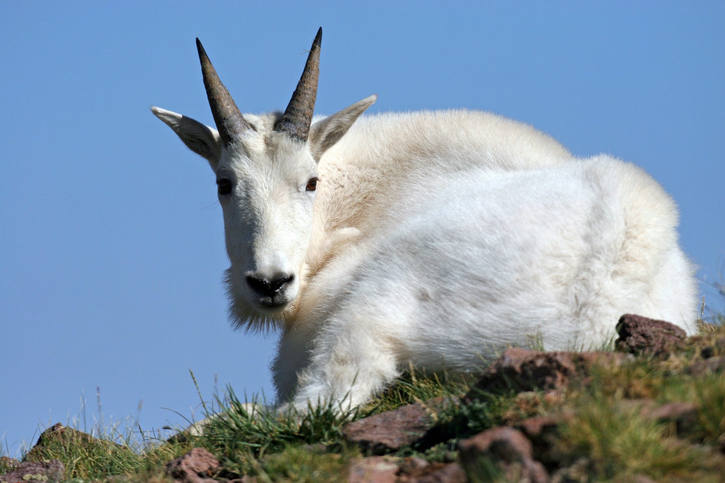 Roughly 100 Utah mountain goats are in the Little Cottonwood Canyon area.