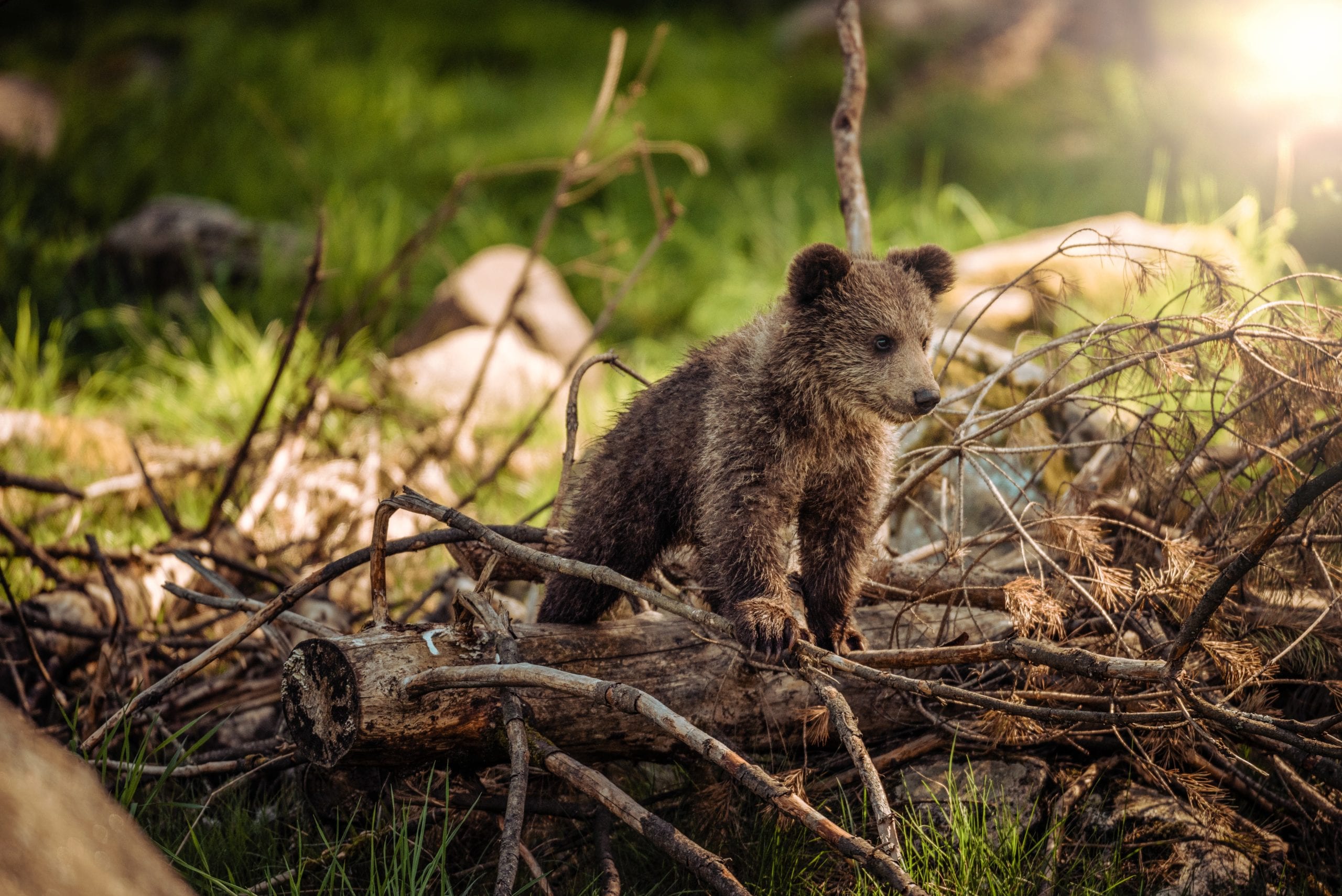 A baby black bear cub.