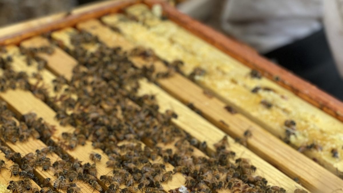 A healthy hive works together to feed the young, build combs, and find pollen to make honey for the winter.