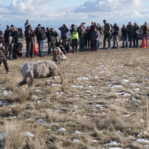 Bighorn sheep being released on Antelope Island. 