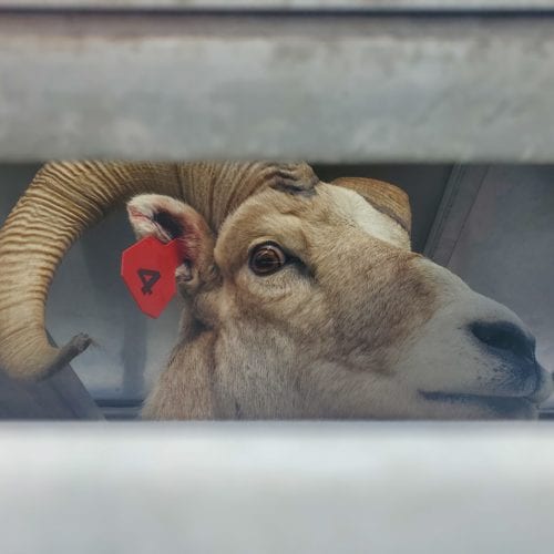 A bighorn sheep about to be released on Antelope Island. 