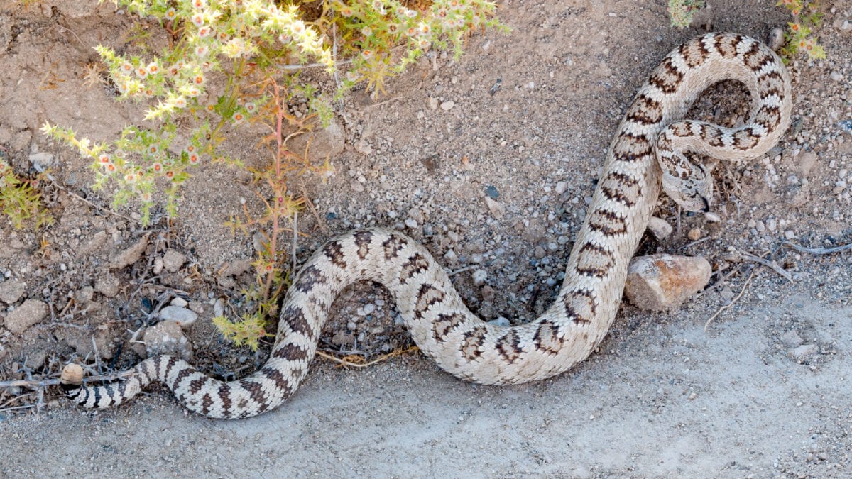The Great Basin rattlesnake is common throughout Utah, but rare to see in Park City.