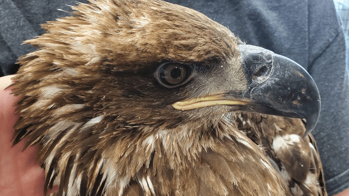 This juvenile bald eagle was illegally shot in Summit County last month.