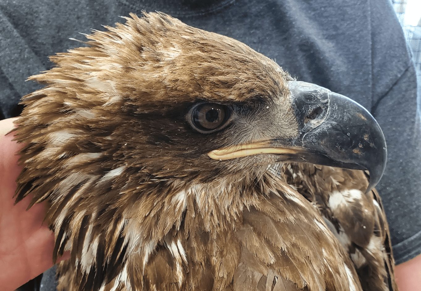 This juvenile bald eagle was illegally shot in Summit County last month.