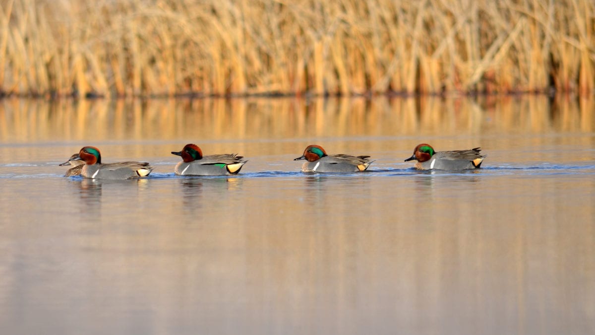 Green-winged teal are among the ducks in Utah's marshes.