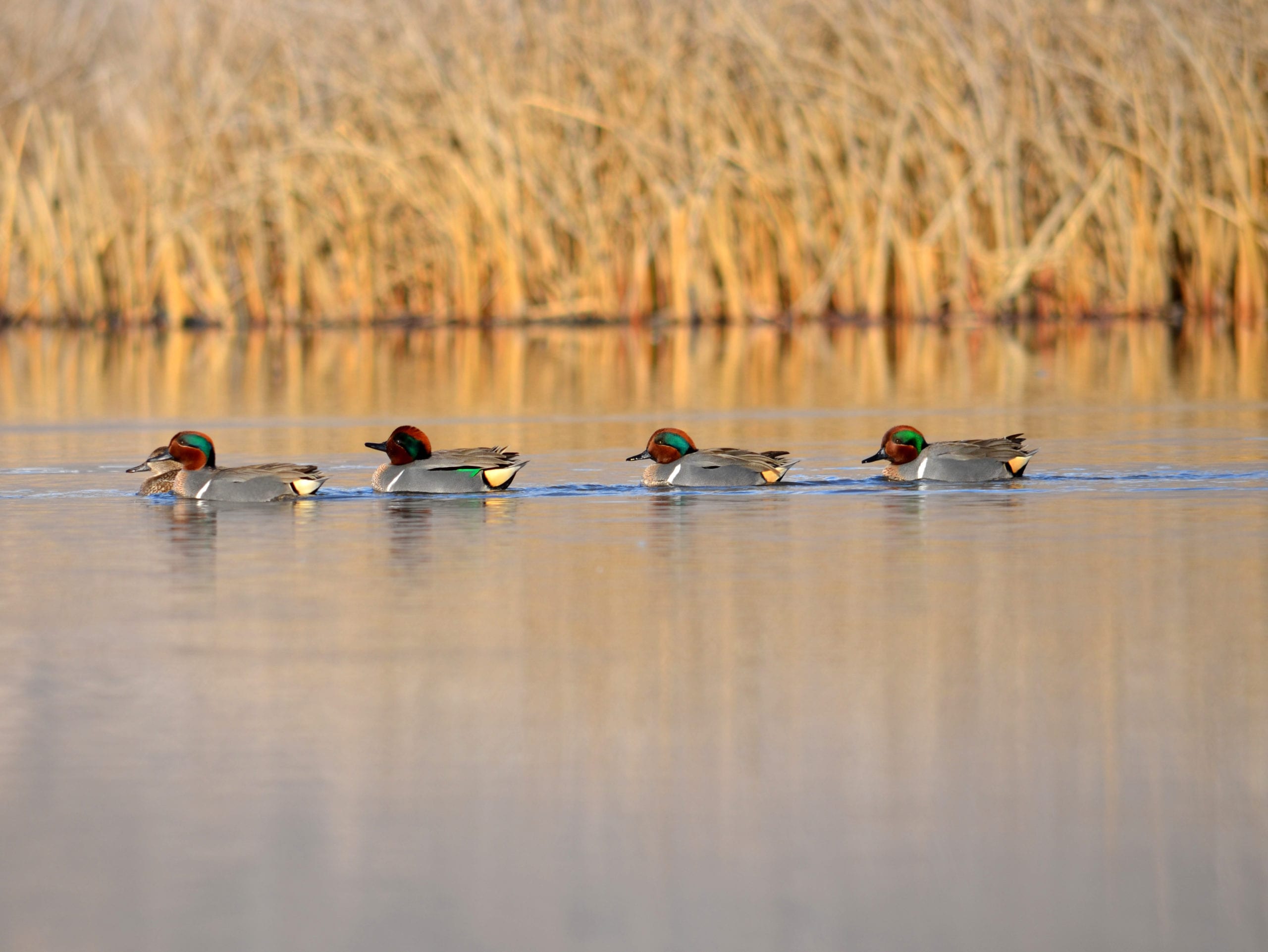 Green-winged teal are among the ducks in Utah's marshes.