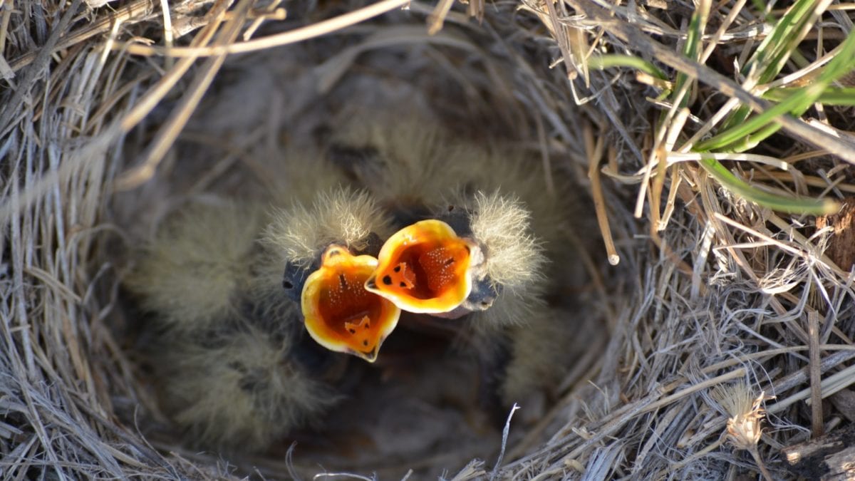 Birds do not have a heightened sense of smell, so it is okay to transfer featherless babies to their nest if found on the ground.
