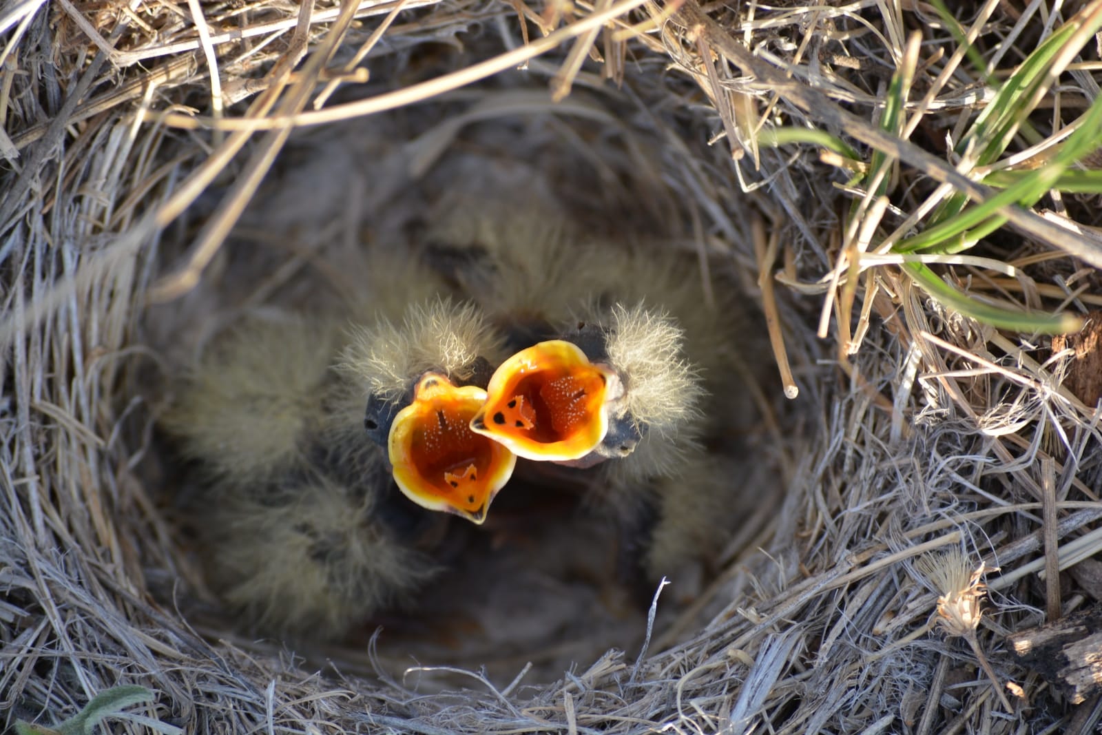 Birds do not have a heightened sense of smell, so it is okay to transfer featherless babies to their nest if found on the ground.