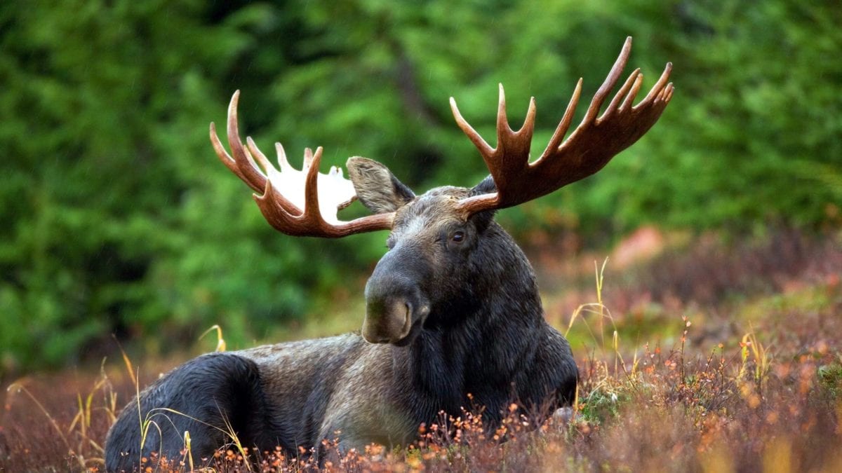 Moose will graze and roam throughout a typical day. They will also find shade and water to cool off.