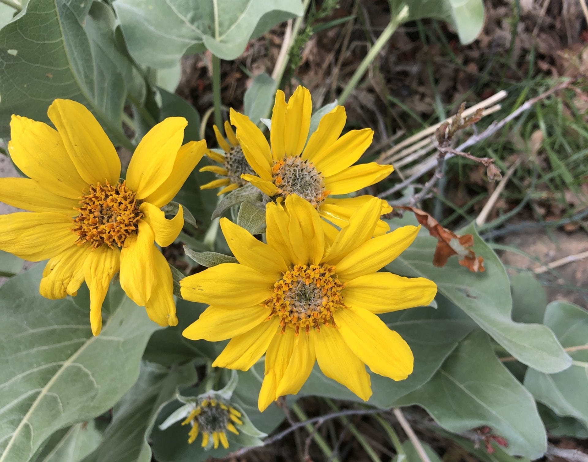 Arrowleaf Balsamroot Flowers.