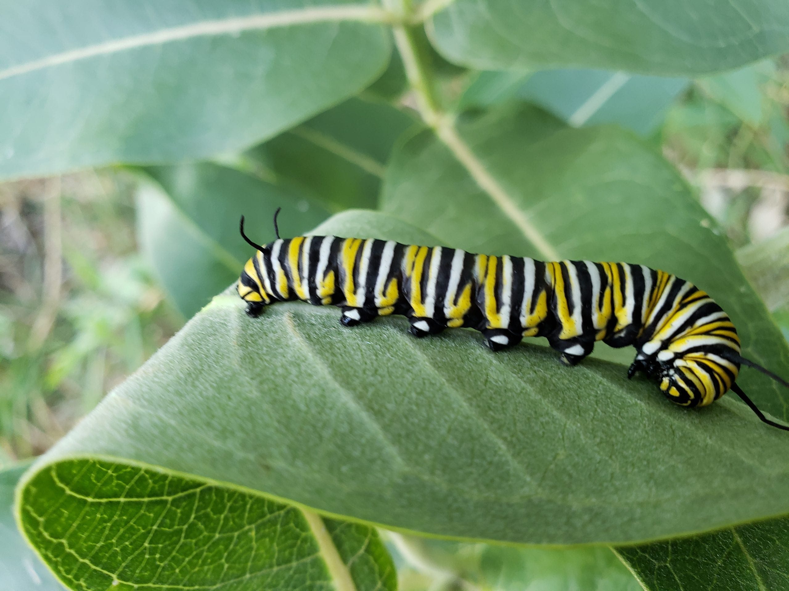 Monarch Butterfly populations have been decreasing since the 1980s.