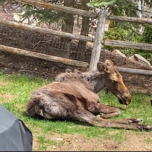 A mama and baby moose gave a surprise visit to a Jeremy Ranch backyard.