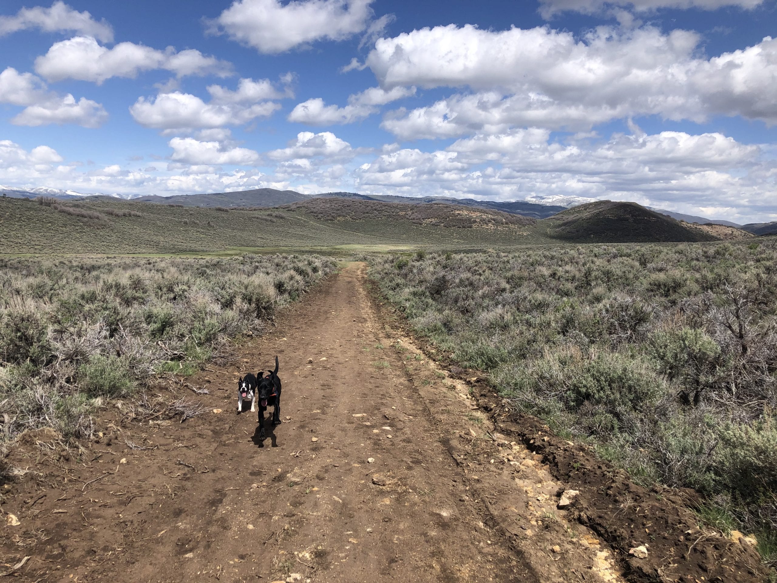 Dogs run free in Round Valley.