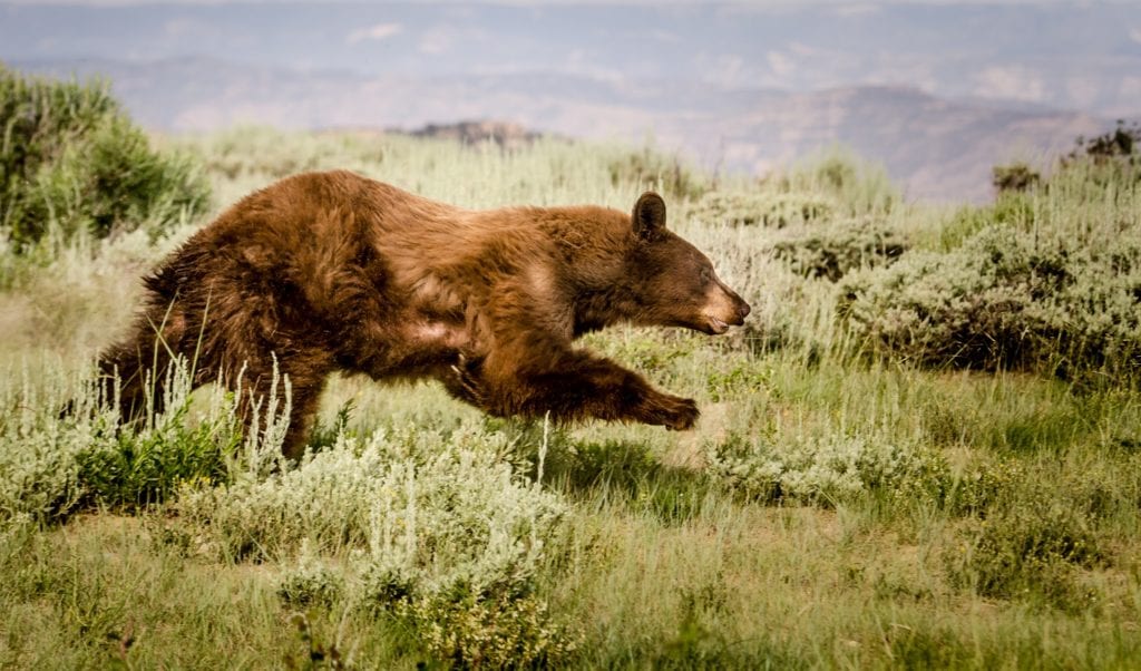 Soapstone Campground closed while officials attempt to trap black bear ...