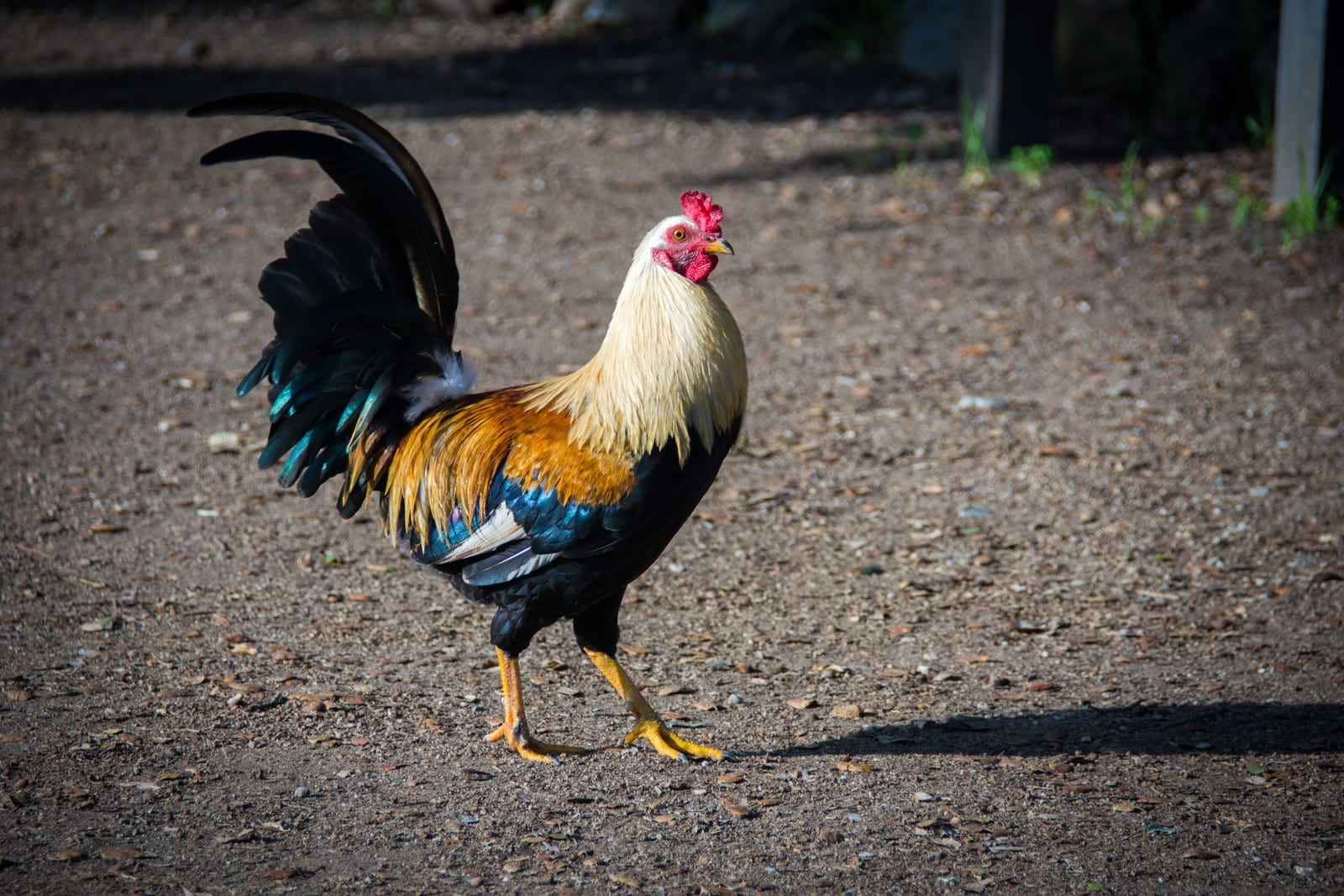 Thirty-five people were arrested or cited for allegedly participating in a sophisticated cock fighting operation in Utah County Saturday.