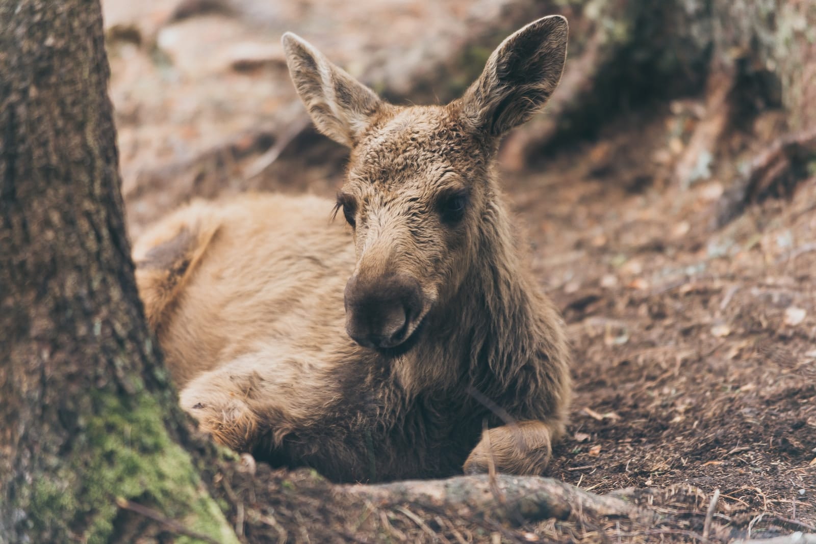 Rare footage captured a baby moose's first steps.